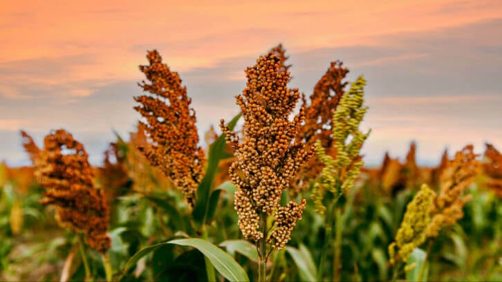 Sorghum’s inclusion in WIC program reflects ‘changing cultural makeup’ in U.S.