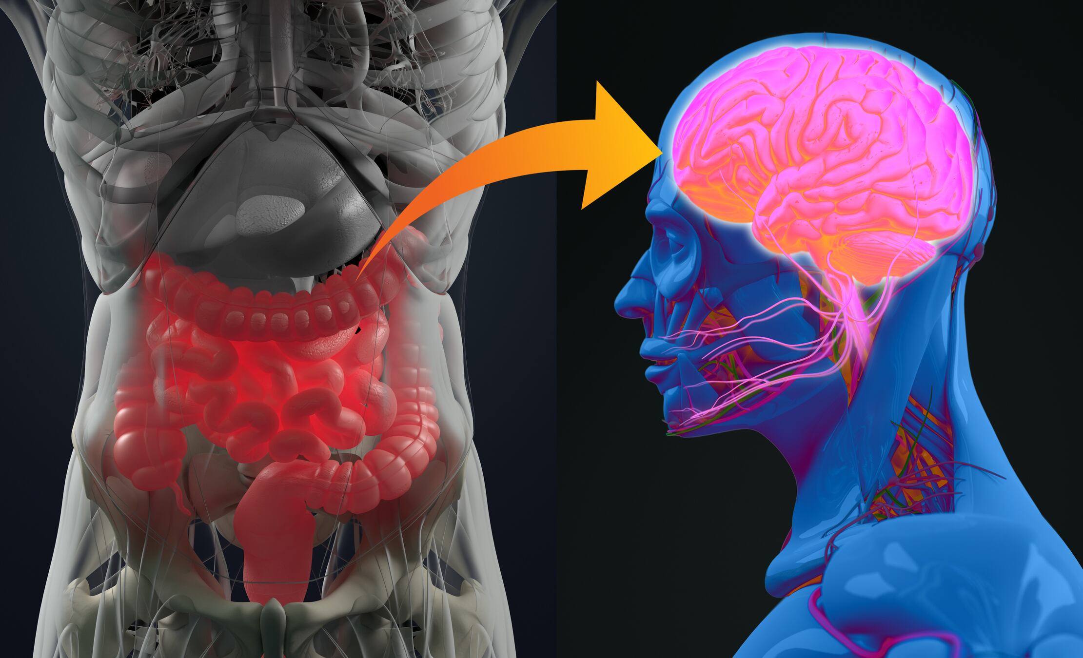 Yakult and APC Microbiome Ireland launch gut-brain axis consumer guide