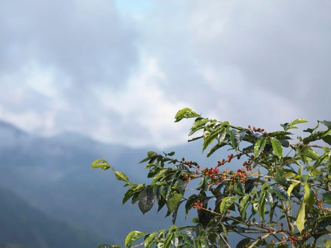 Finding the most accurate way to measure the environmental impact of coffee