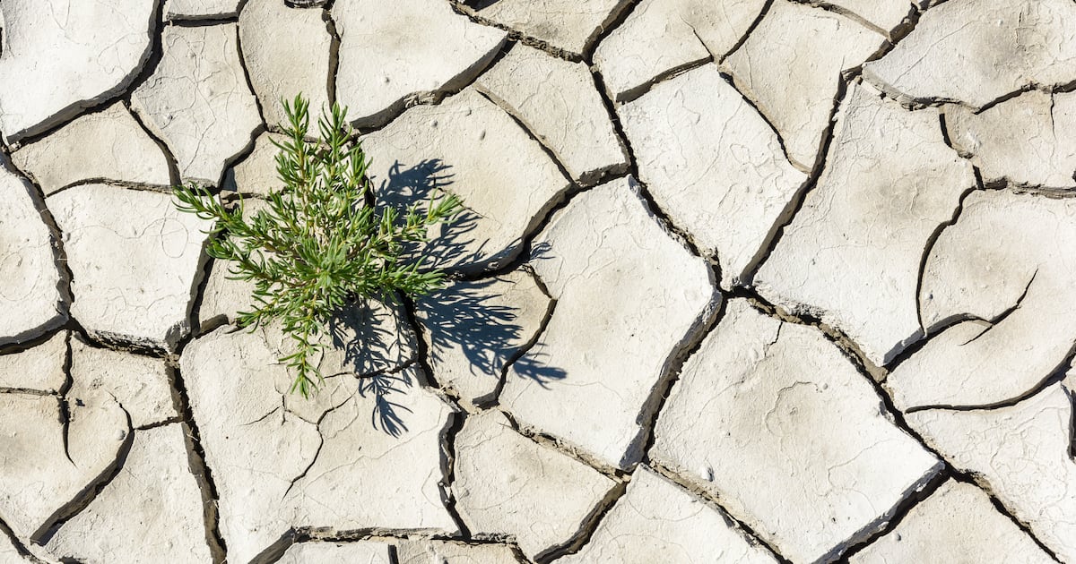 How food companies can prepare for the next drought