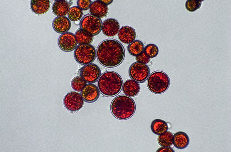 Willow-Biosciences-bids-for-slice-of-astaxanthin-market-with-precision-fermentation-tech-breakthrough.jpg