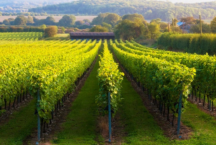 Vineyard-GettyImages-Jacobs-Stock-Photography-Ltd.jpg