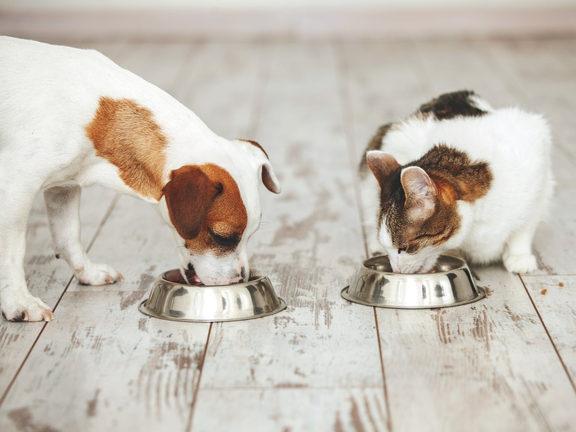Nestlé expands pet food division