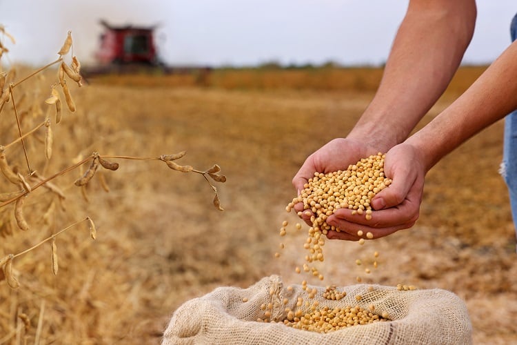 Why US soy could be banned and what happens next