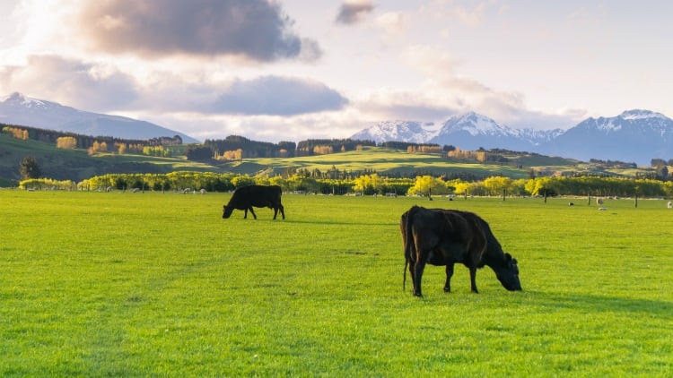 NZ-meat-sector-demands-clarity-over-methane-proposals.jpg