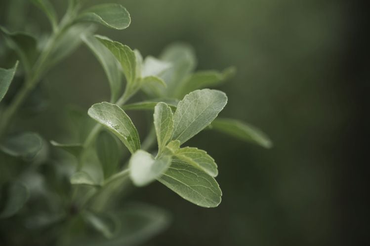 Ingredion-acquires-controlling-stake-in-stevia-supplier-PureCircle.jpg