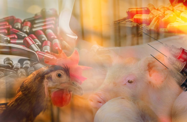 WOAH: Use of antimicrobials for growth promotion must be completely phased out globally 