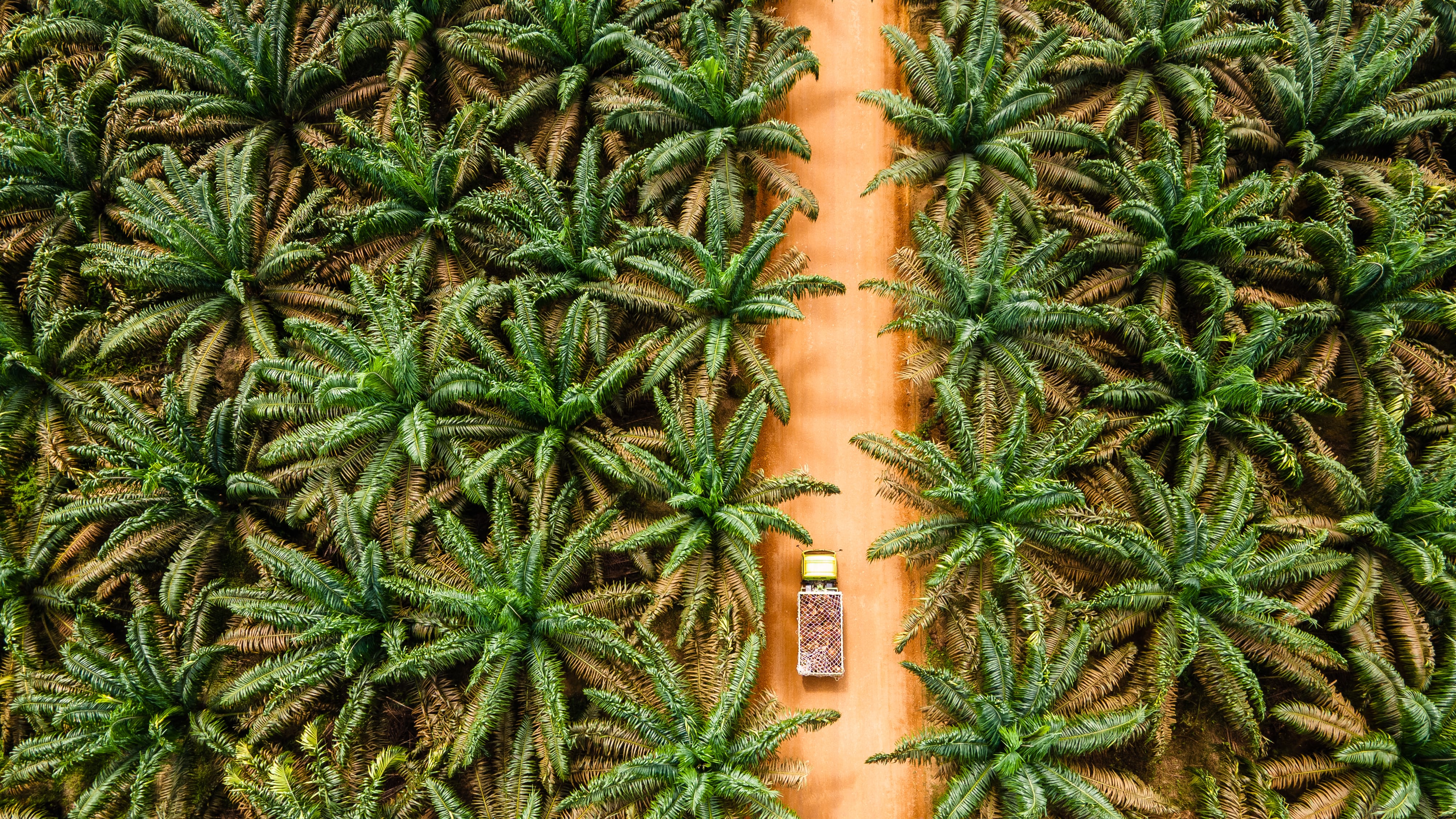 RSPO head on EUDR, palm alternatives, and the future of sustainability 