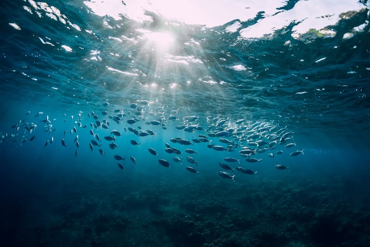 Campaigners call for river, lake and ocean clean-up to secure the future of fish and fisheries
