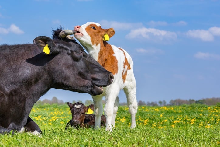 Arla leveraging data to decarbonise dairy: ‘There can be a sustainable future for dairy’