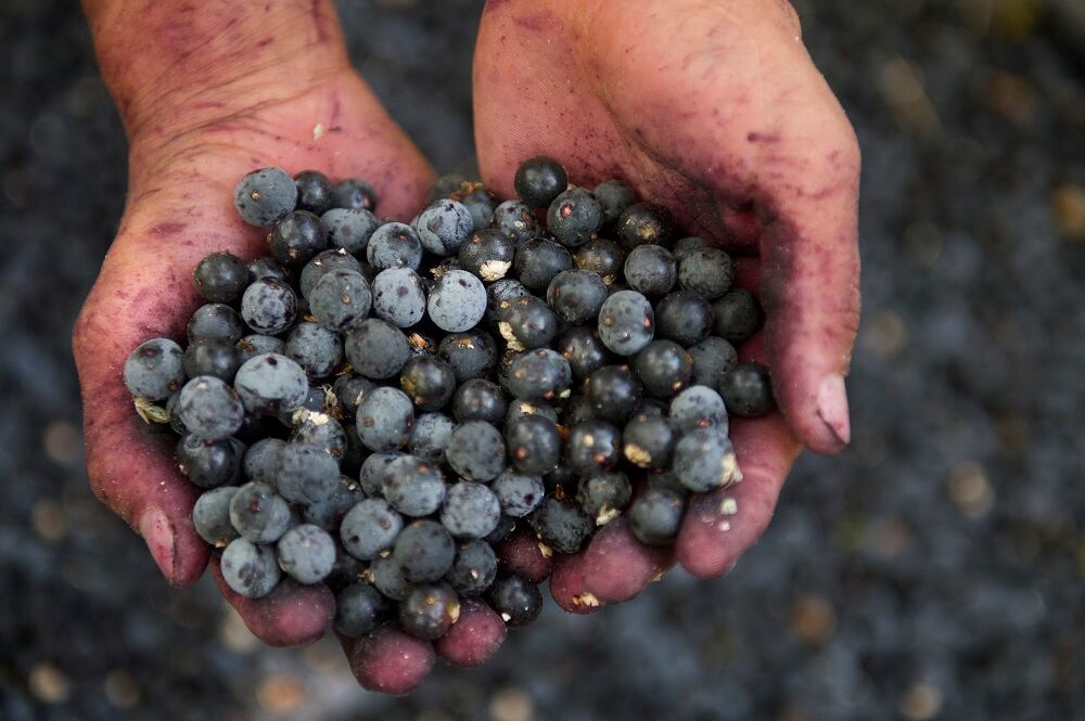 Antioxidant effect spearheads 'enormous potential' of Amazonian fruits: Mini review