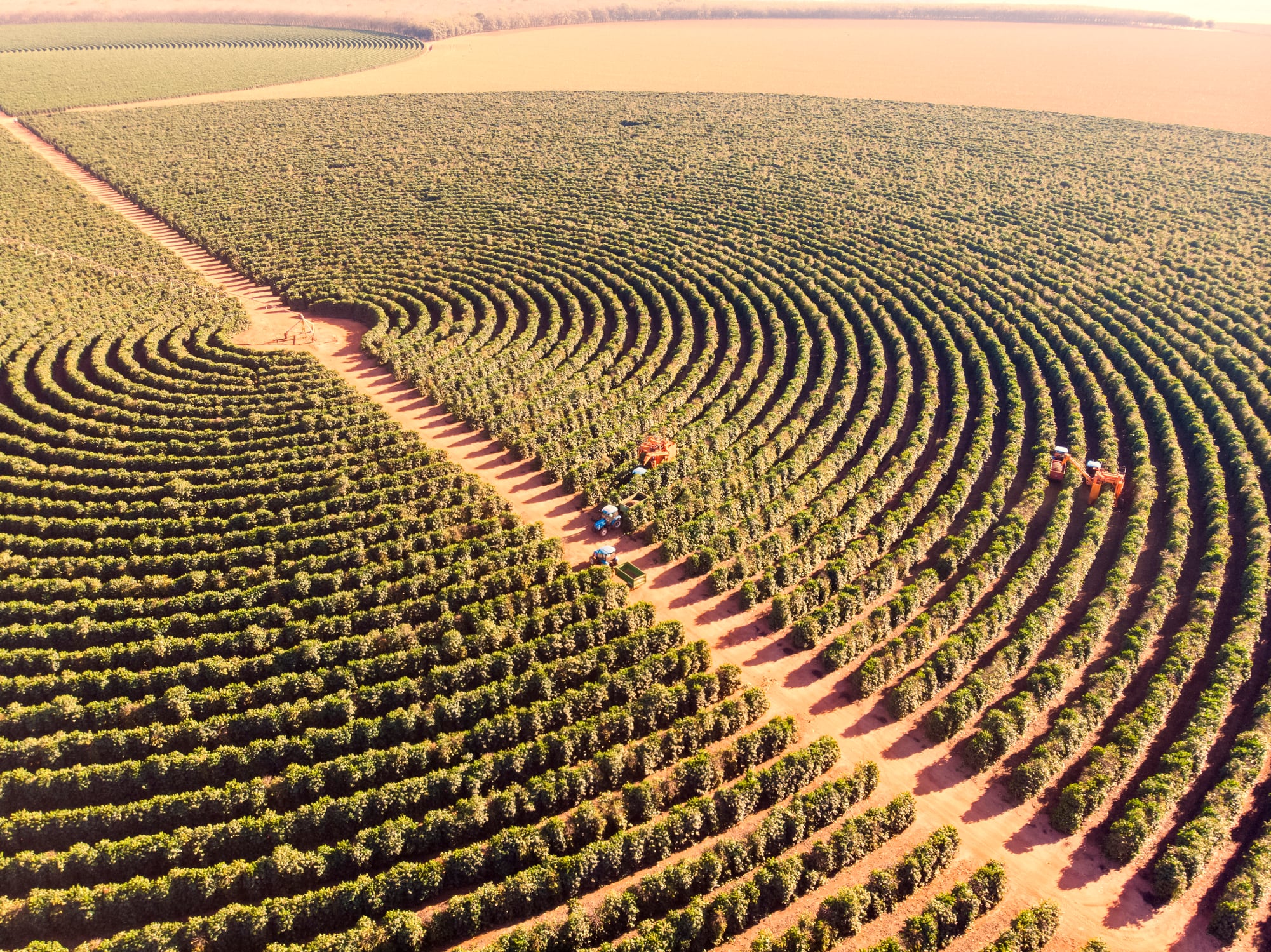 Land for growing coffee, wheat and beans could be halved by 2100