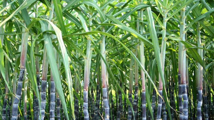 GAO-report-finds-current-US-sugar-policy-needs-reform-Alliance-for-Fair-Sugar-Policy-agrees.jpg