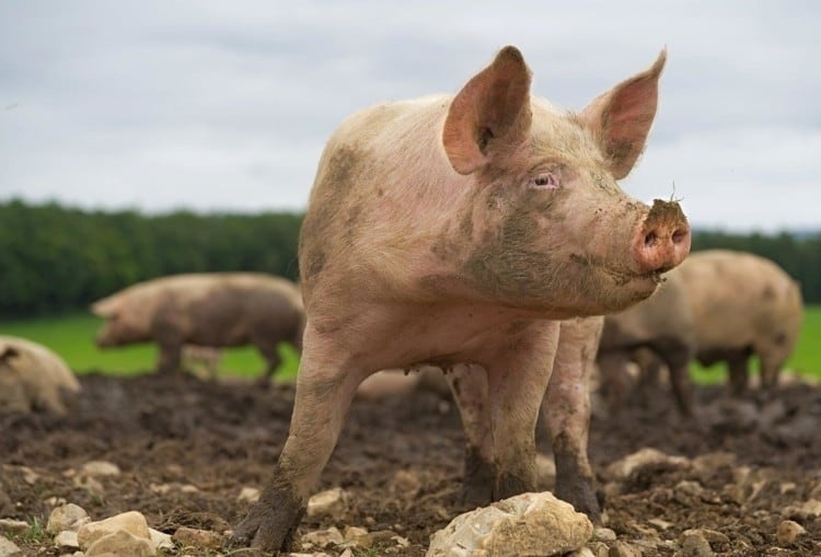 Pork production cost rises in 2018