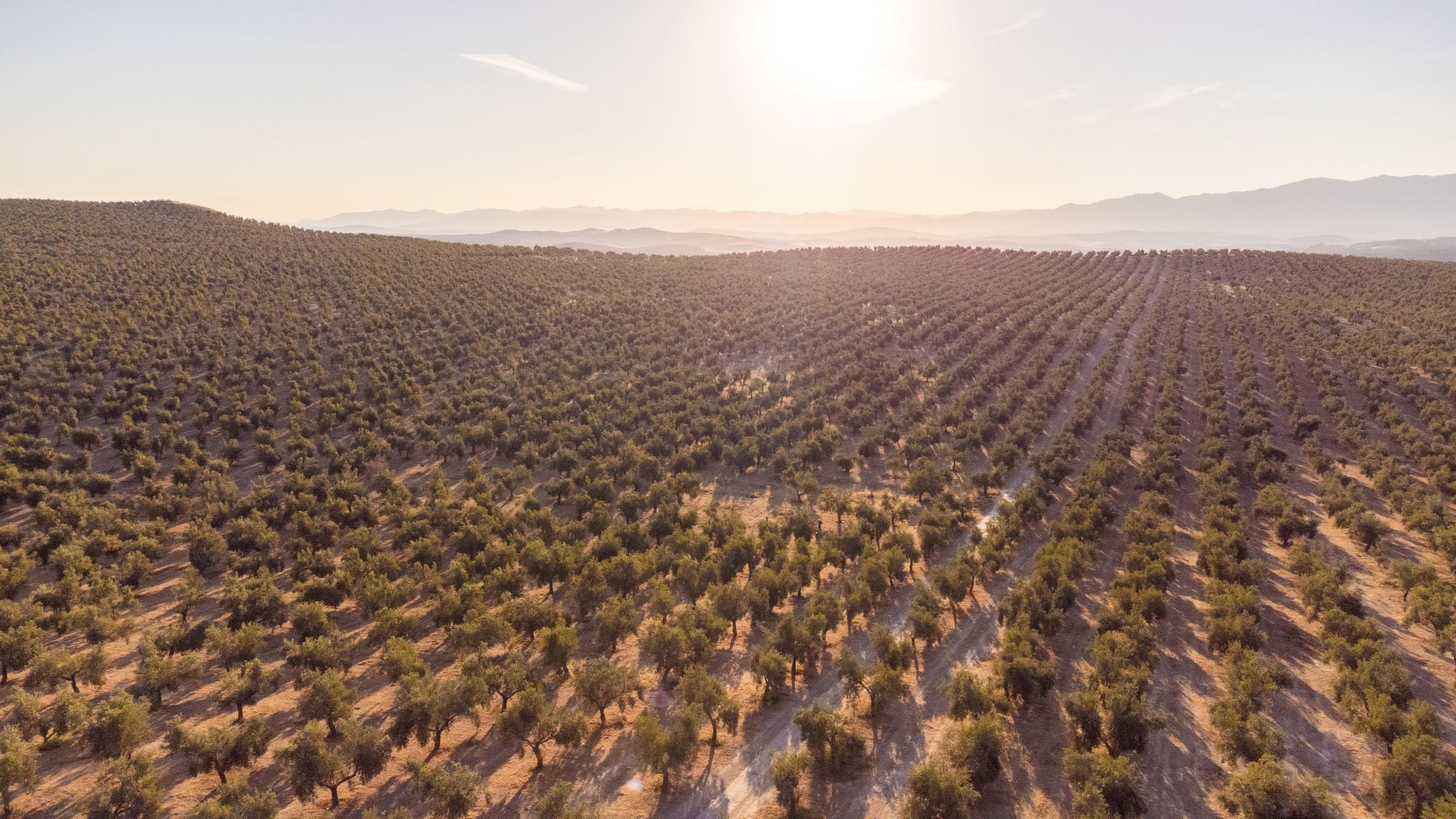DJI_0738-resized.jpg