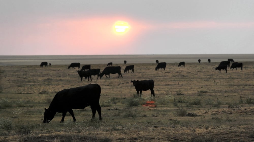 Cattle.jpg