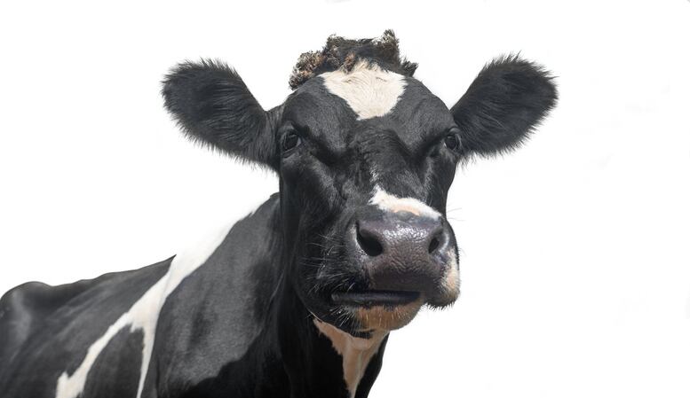 Got (first) milk? Bovine colostrum firm targets food & beverage as immunity trend gathers pace