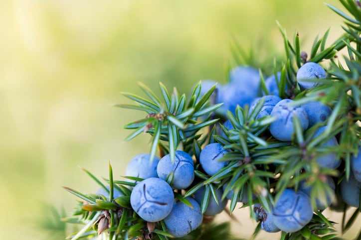Could climate change affect the taste of gin?