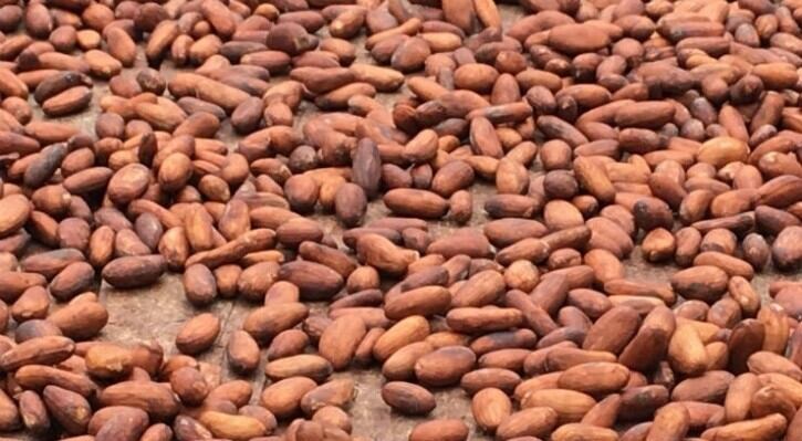 Volatile Cocoa prices see a surge in panic buying by chocolate industry