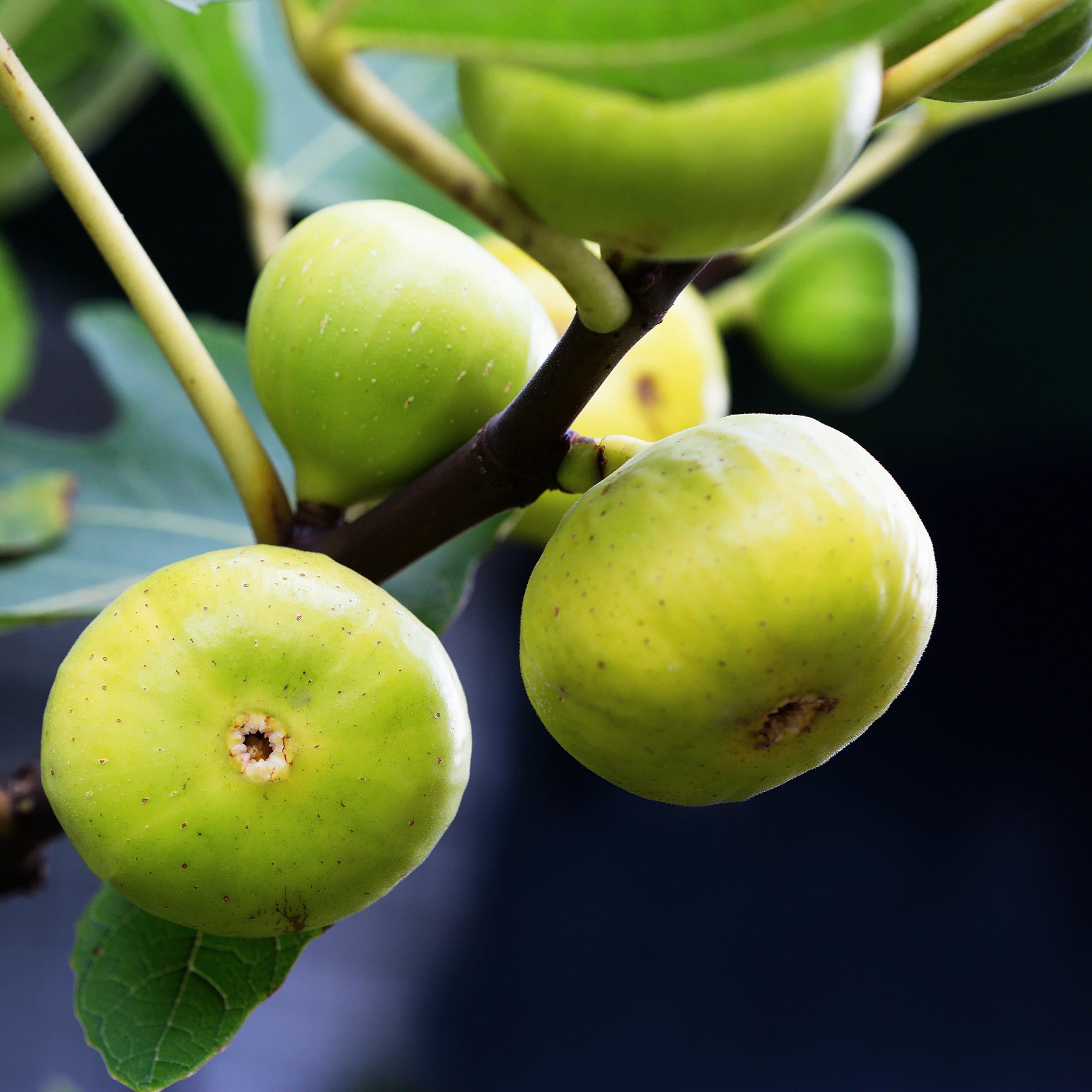 Fig extract can benefit diabetic treatment: study  