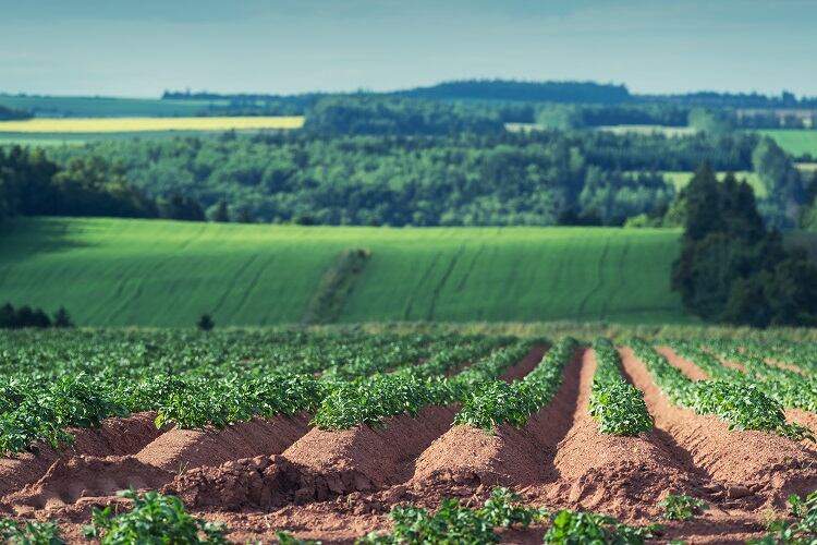 potato-field-shaunl.jpg