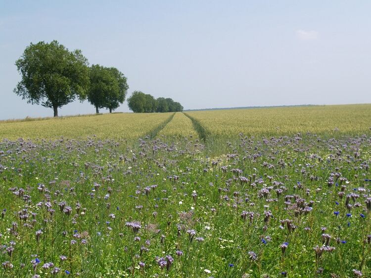 MDLZ_HARMONY_MELLIFEROUS_FLOWERS-1.jpg