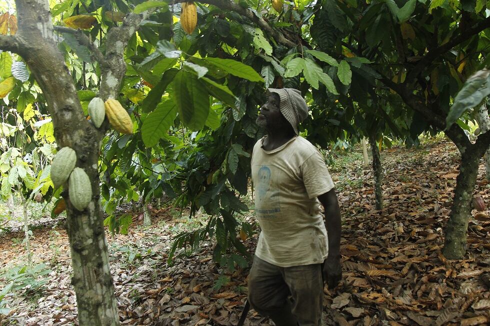 cocoa-farmer1.jpg