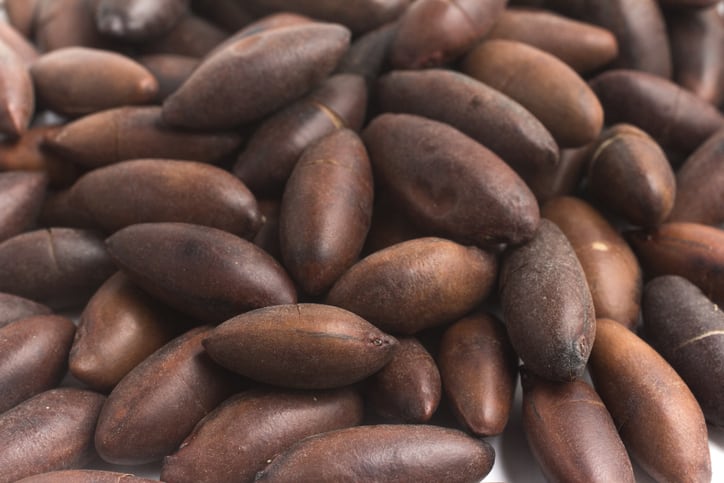 baru-nuts-rodrigobark.jpg
