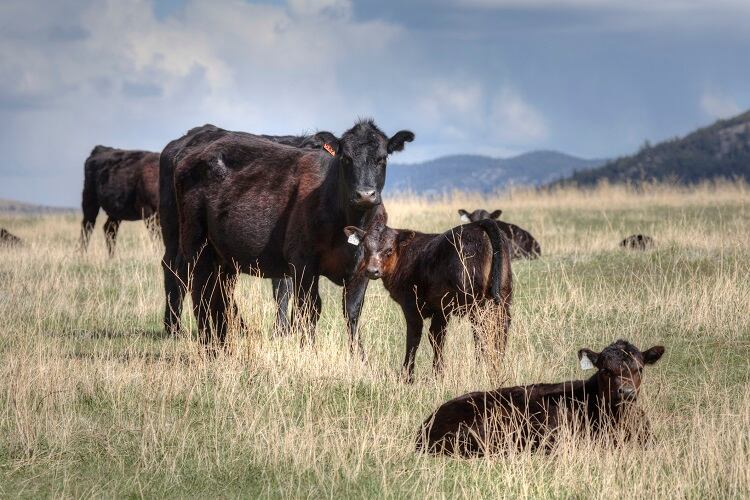 aberdeen-angus-Murphy_Shewchuk.jpg