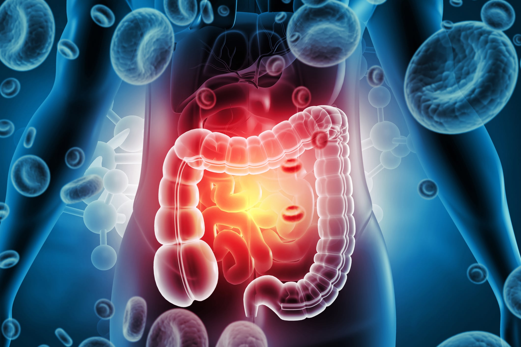 Digestive system