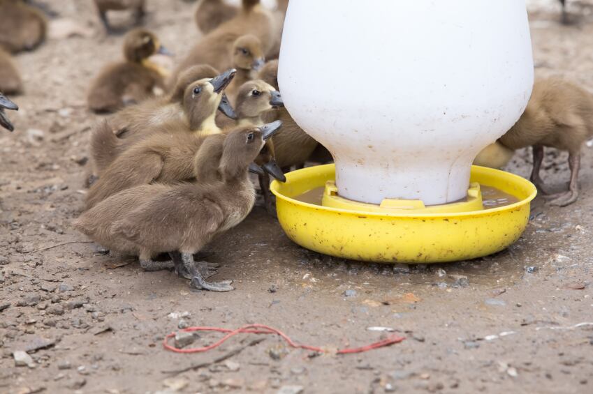 broilers_feeding.jpg