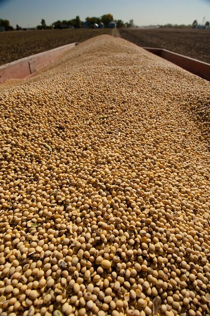 united-soybean-board-soybeans-in-field.jpg