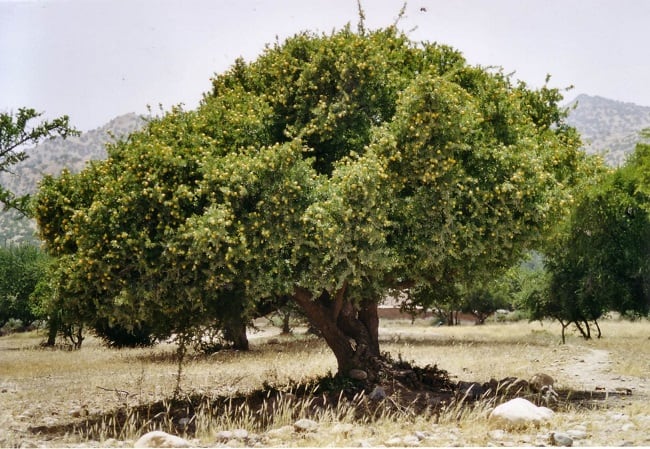 Picture1.jpg