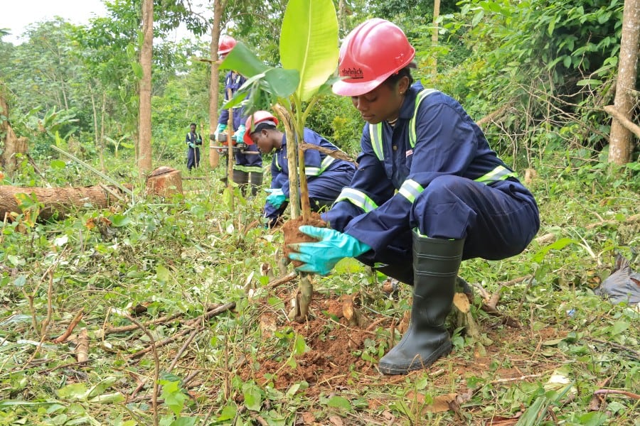 How a blockchain platform could help small-holder cocoa farmers become compliant with the EU’s deforestation laws - LISTEN