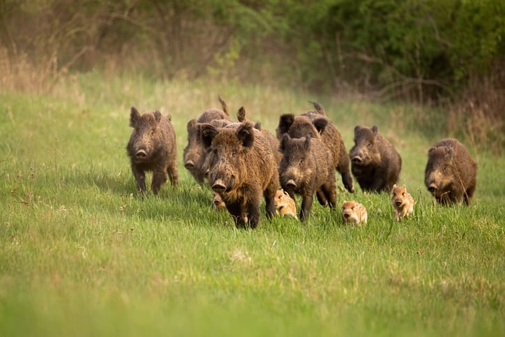 African Swine Fever hits Germany: What does it mean for the European pork sector?