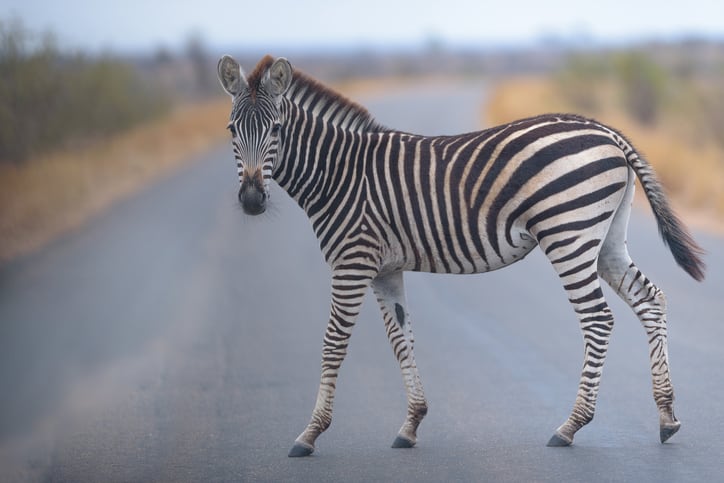 What is zebra striping?