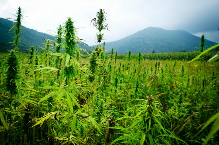 IFT cannabis expert's warning: Over-sell CBD and risk the same backlash as sugar