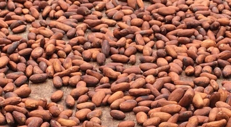Cocoa prices hit 26-year high, as soft commodities start to fall