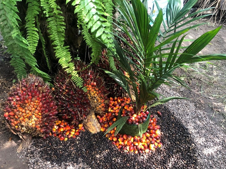 Palm fruit