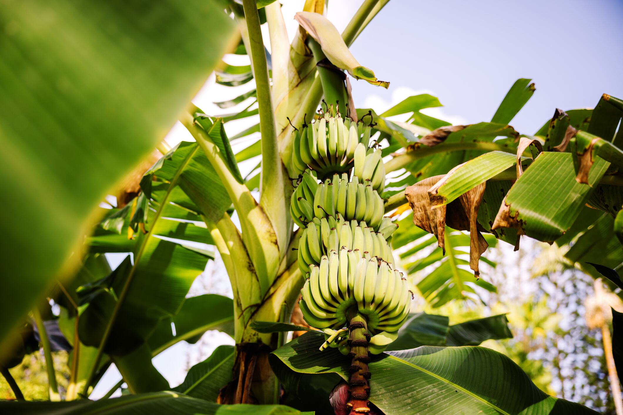 A large cluster of banana fruit growing on a tree in Kauai, Hawaii.