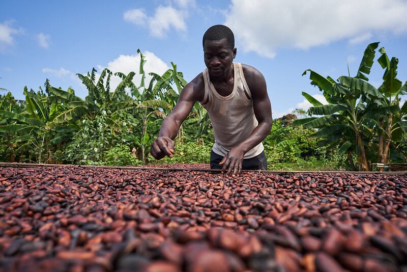 New cocoa coalition calls for tougher stance from the EU