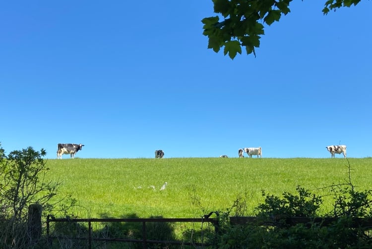 Pathways to Dairy Net Zero initiative on climate change announced