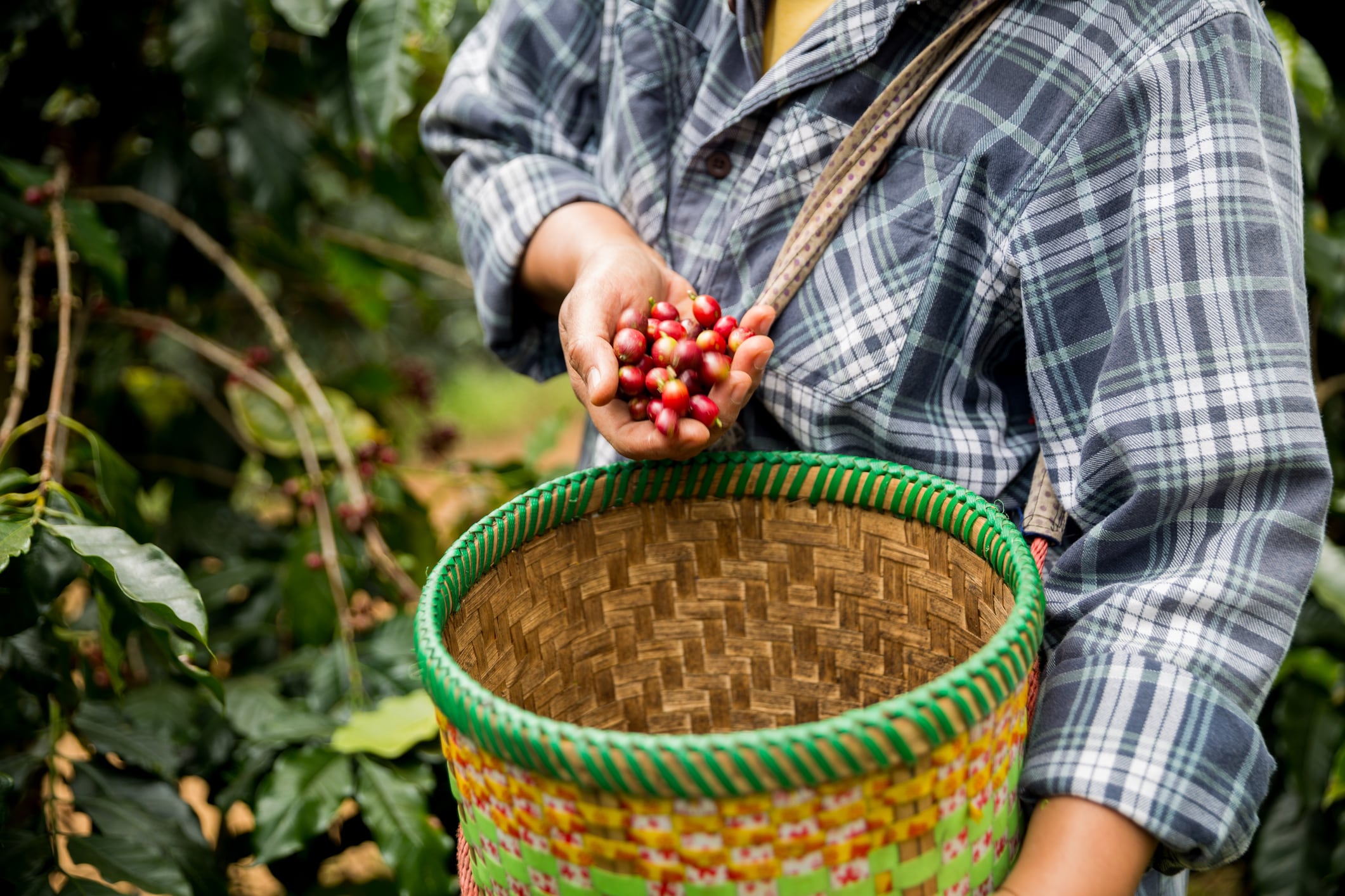 Rainforest Alliance expands into Regenerative certification for coffee