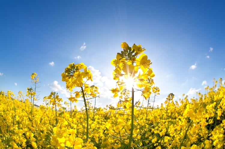 Avril-and-DSM-tie-up-develops-rapeseed-protein-with-outstanding-foaming-properties.jpg