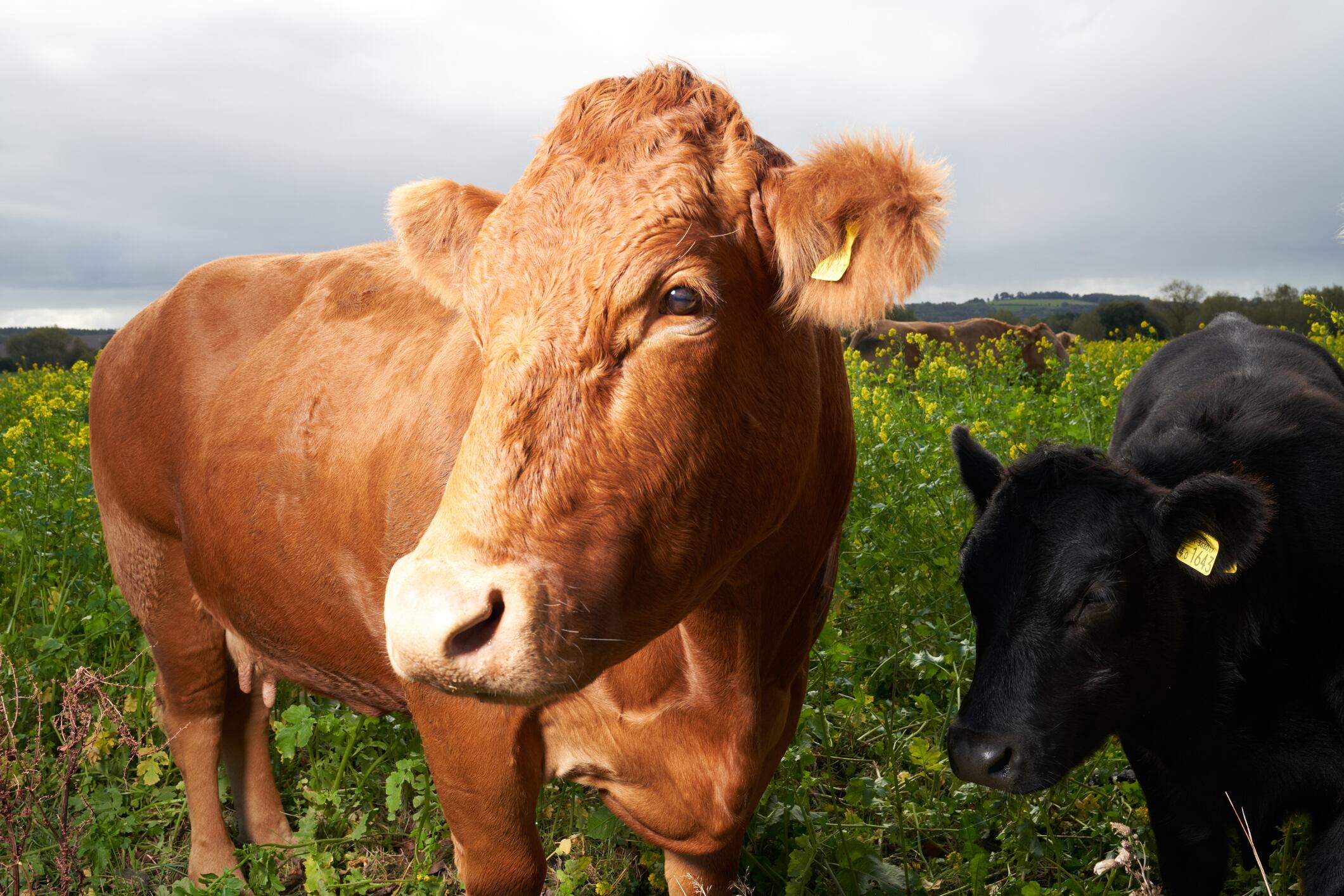 Cow in a field