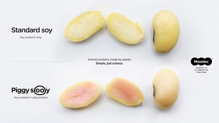 Moolec-Science-produces-pork-proteins-in-soy-with-molecular-farming-tech.jpg