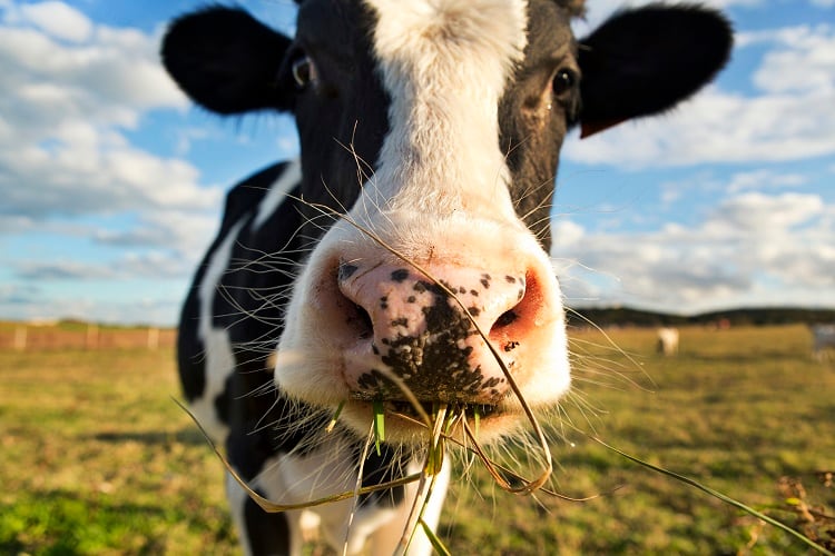 Why are consumers turning away from dairy?