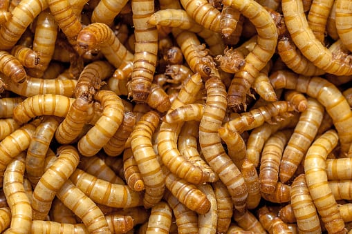 Mealworms.jpg