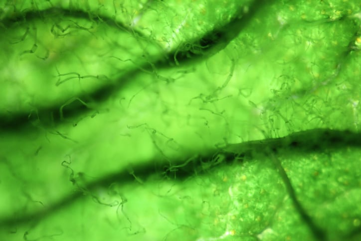 Turning-a-challenge-into-a-profit-the-start-up-converting-Co2-into-algae.jpg
