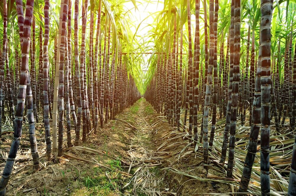 Guatemalan sugar industry donates $1 million to equip mobile hospital